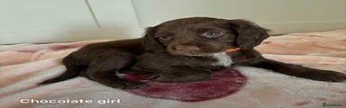 Sprocker 4 