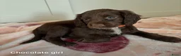 Sprocker dogs for sale: Absolutely adorable sprocker puppys  - Advert 11