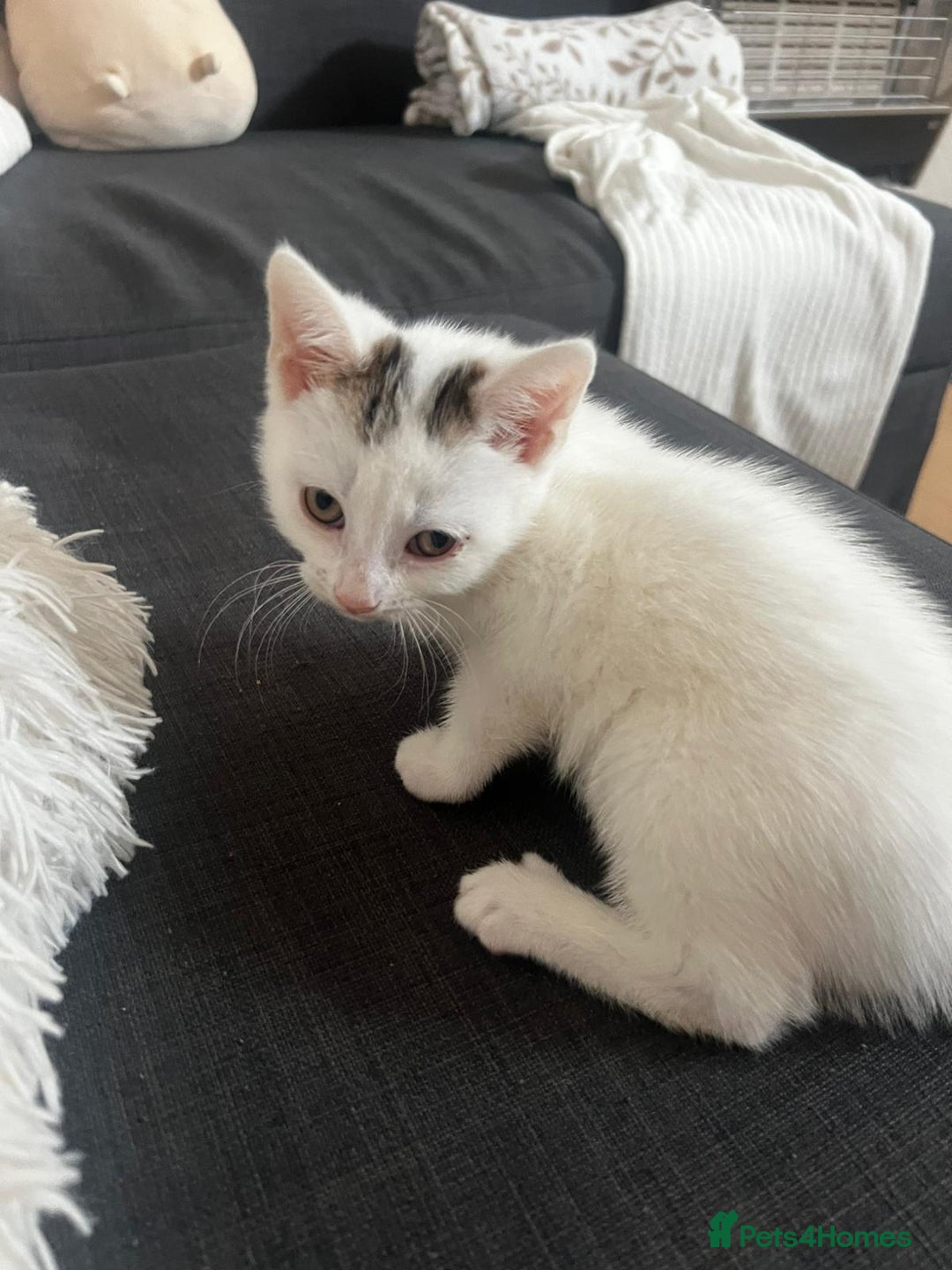 European cats for sale: Male kitten for sale - Image 3