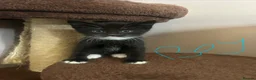 Mixed Breed cats for sale: 5 kittens for sale  - Advert 5
