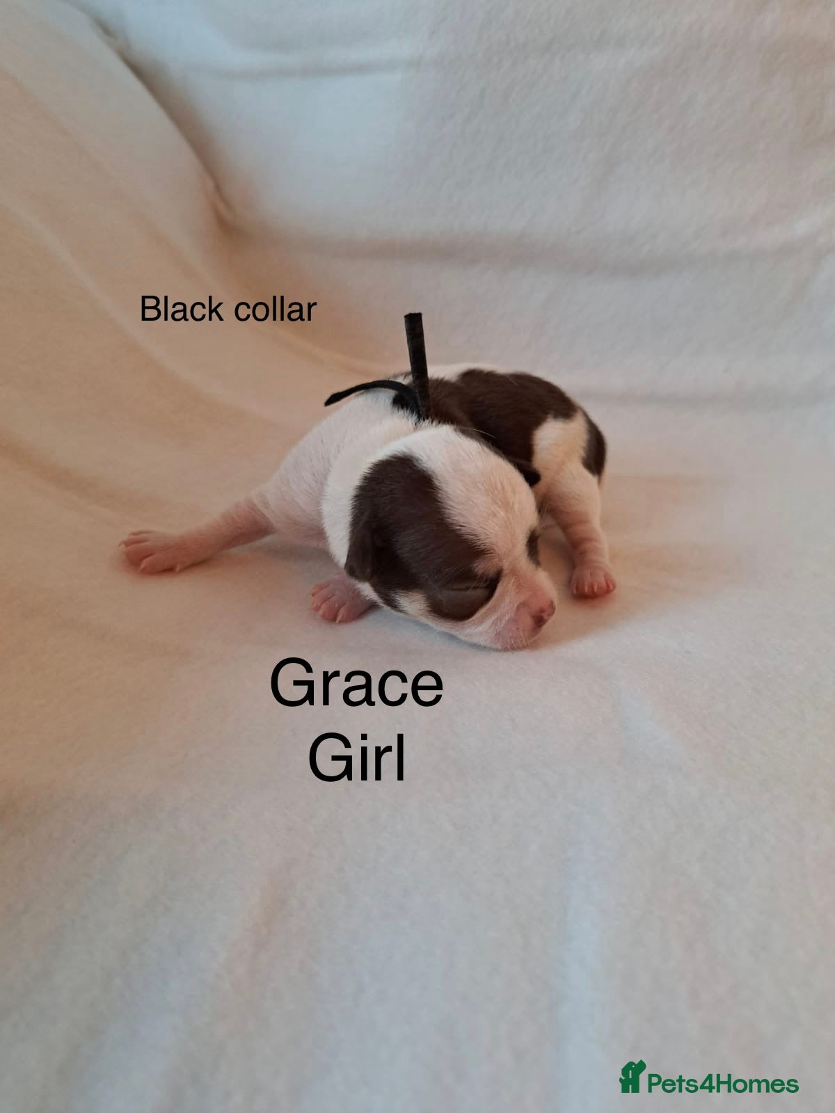 Chihuahua dogs Beautiful Chihuahua pups - Advert 4