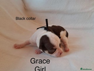 Chihuahua dogs Beautiful Chihuahua pups - Advert 5