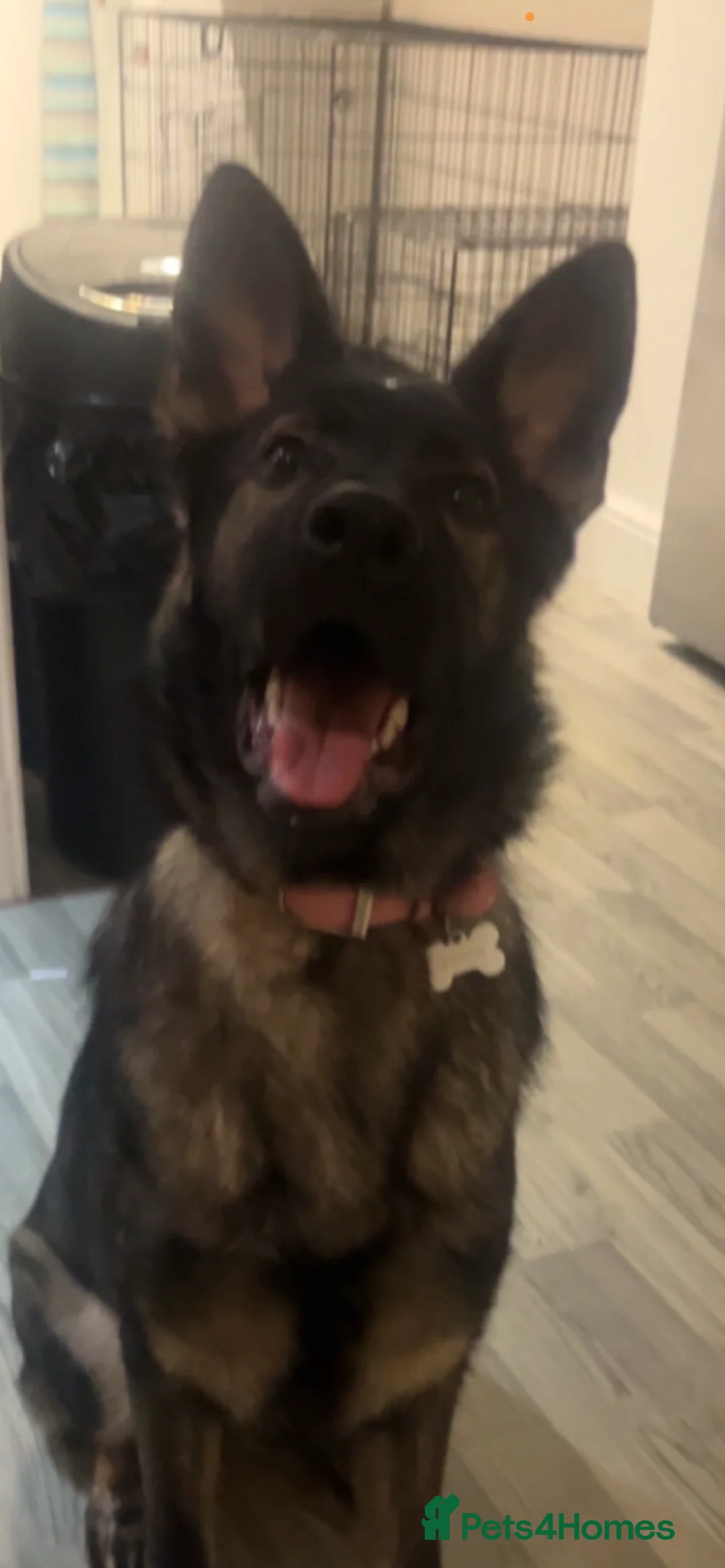German Shepherd dogs for sale: 9 month old German shepherd girl in Lincoln - Advert 4