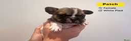French Bulldog dogs for sale: Stunning KC Registered French Bulldog Puppies - Advert 8