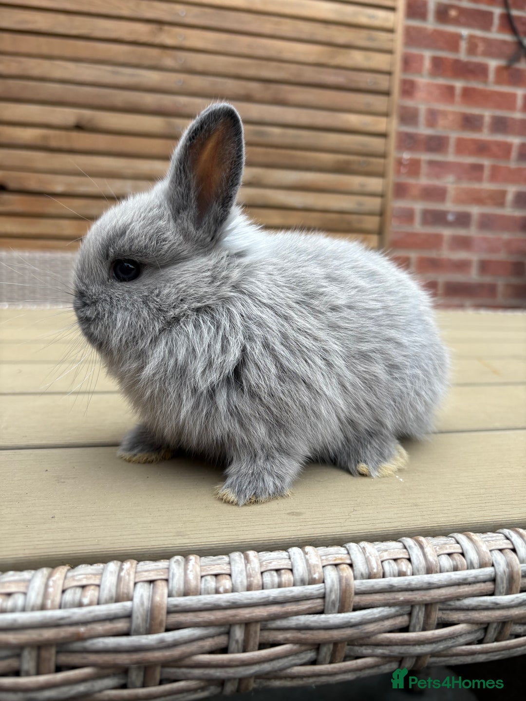 Netherland Dwarf rabbits for sale: 2 Netherland Dwarf Bucks ready to leave 11/08 - Image 2
