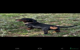 Dachshund dogs for sale: 2 dachshund sisters black & tan kc registered - Image 10