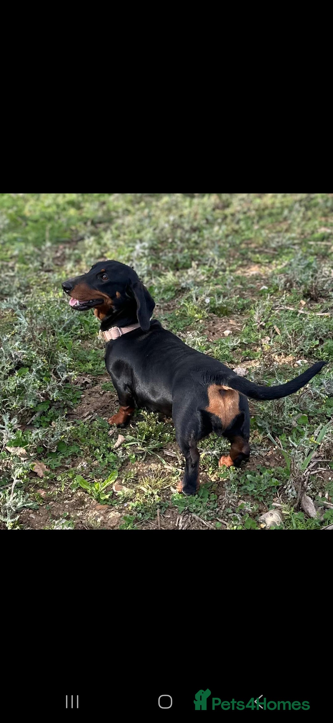 Dachshund dogs for sale: 2 dachshund sisters black & tan kc registered - Image 10