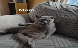British Shorthair cats for sale: British short hair  - Image 2