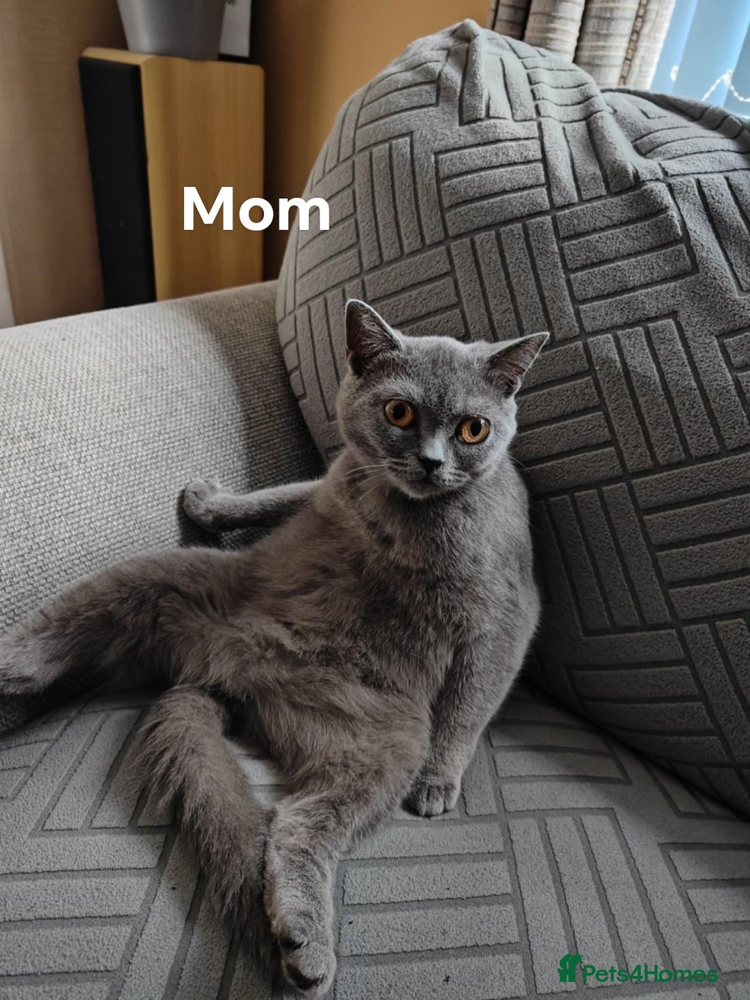 British Shorthair cats for sale: British short hair  - Image 2