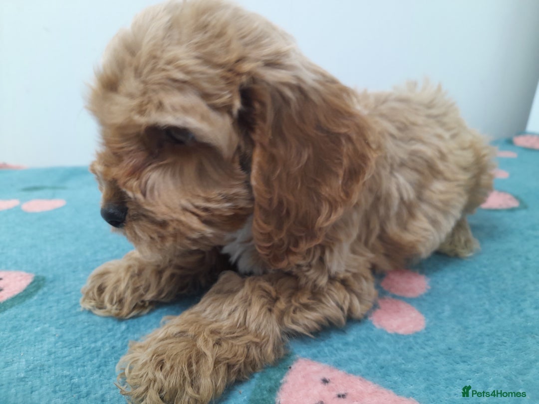 Cockapoo dogs for sale: Beautiful cockapoo puppies ready now - Advert 21