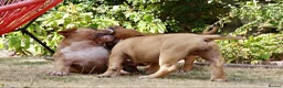 American Bully dogs for sale: American Pocket Bully’s  - Advert 10