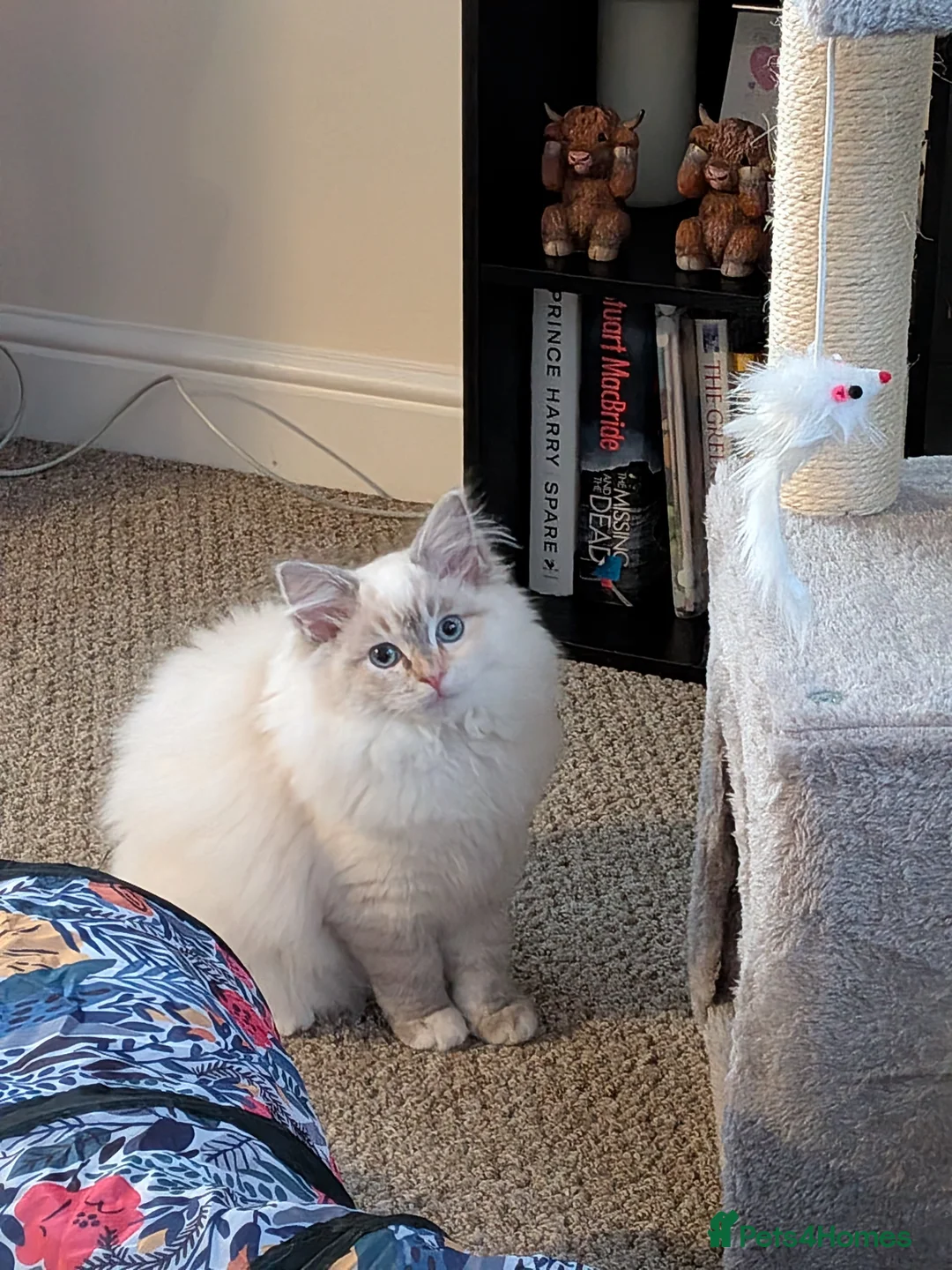 Ragdoll cats for sale: Ragdoll kitten for sale - Advert 2
