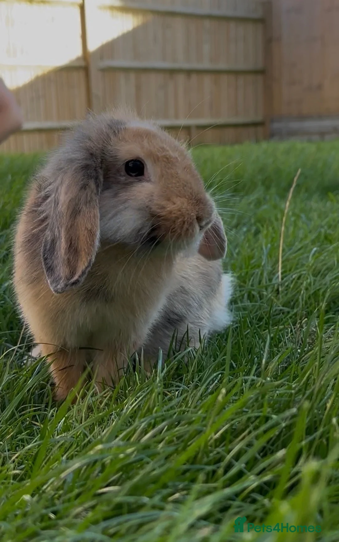 Mixed Breed rabbits for sale: Mini Lop mix breed  - Advert 2