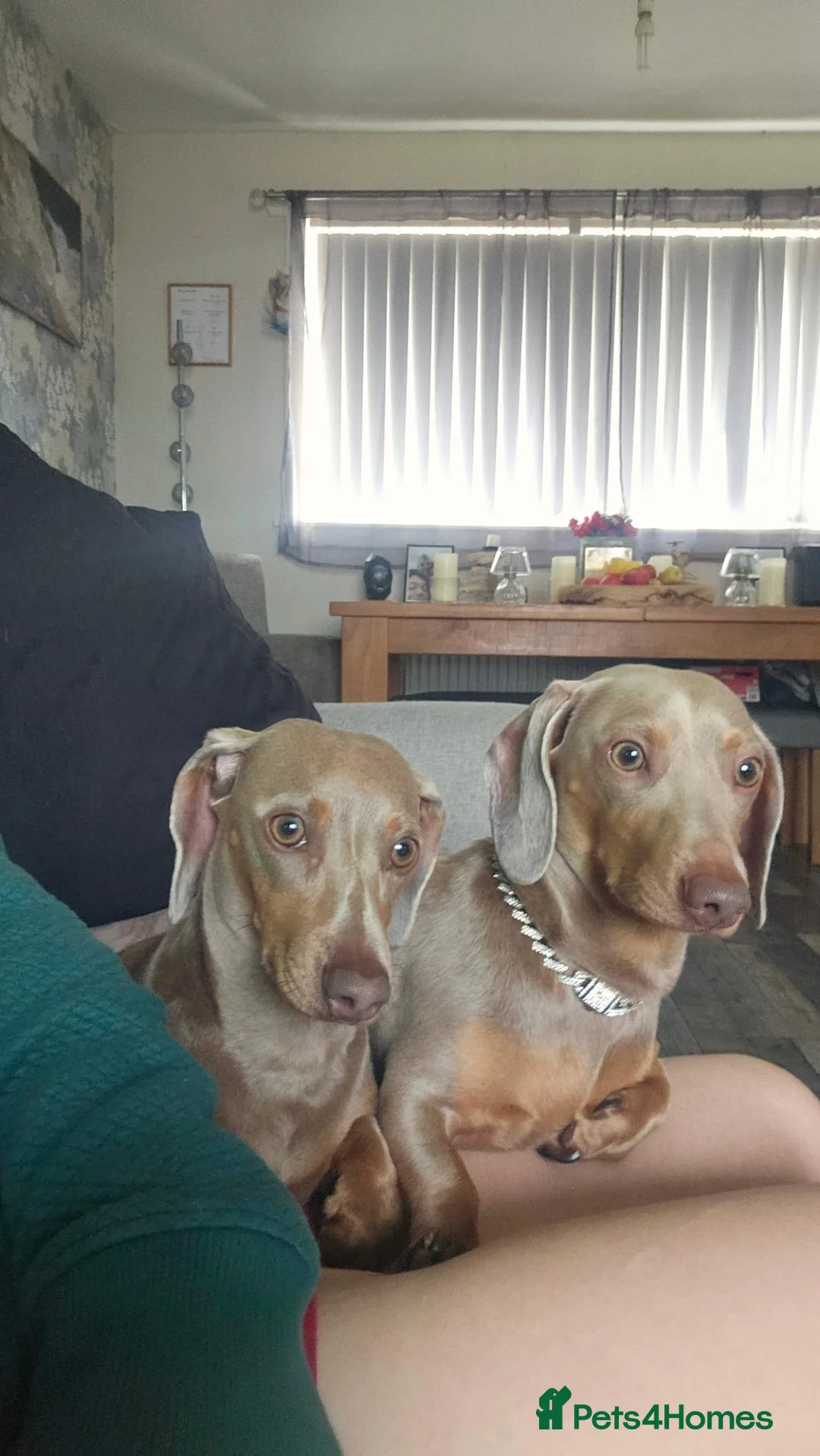 Miniature Dachshund dogs for sale: Mini dachshund  - Advert 2