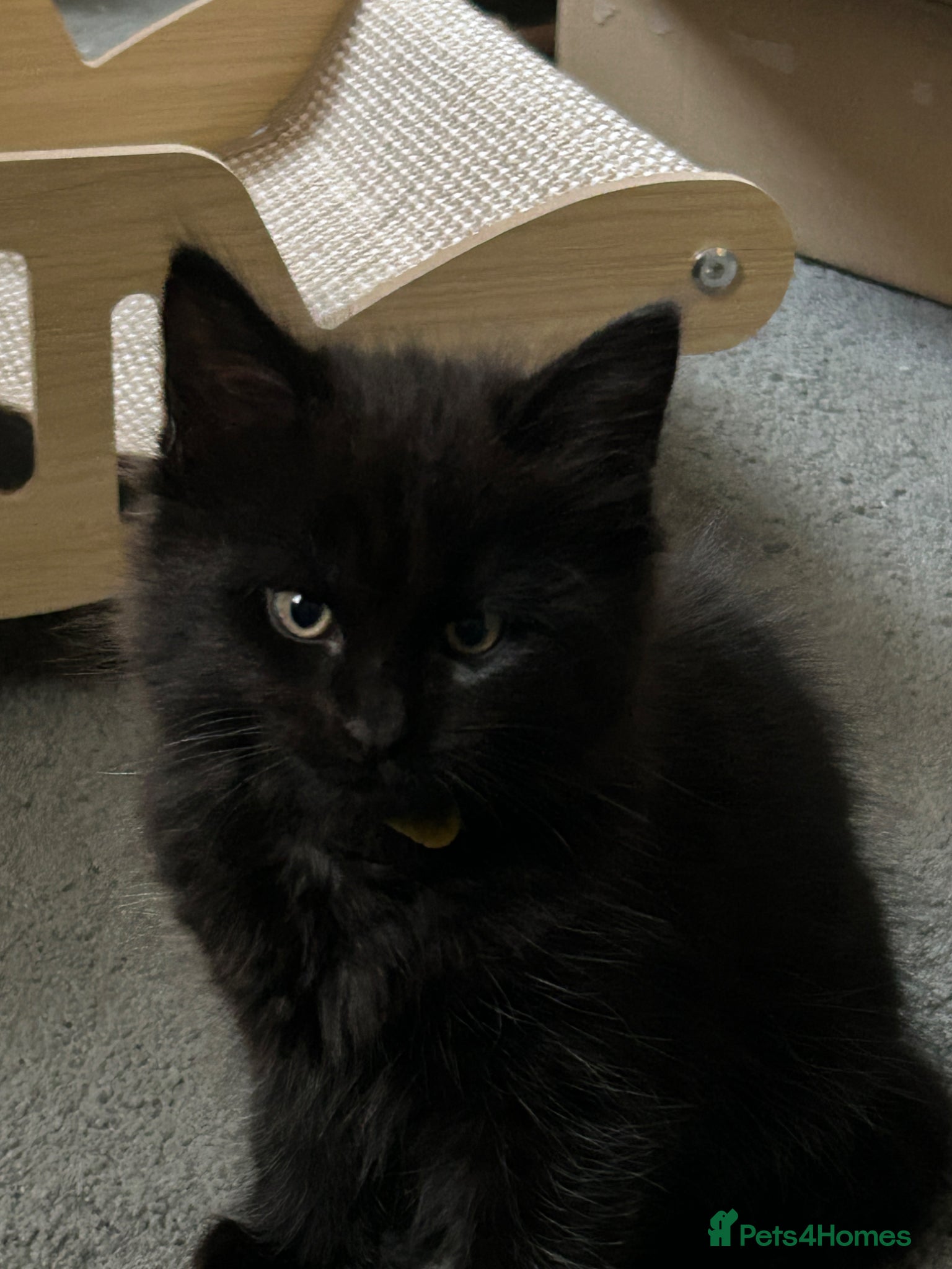 Mixed Breed cats Maine coon X British short hair - Advert 1