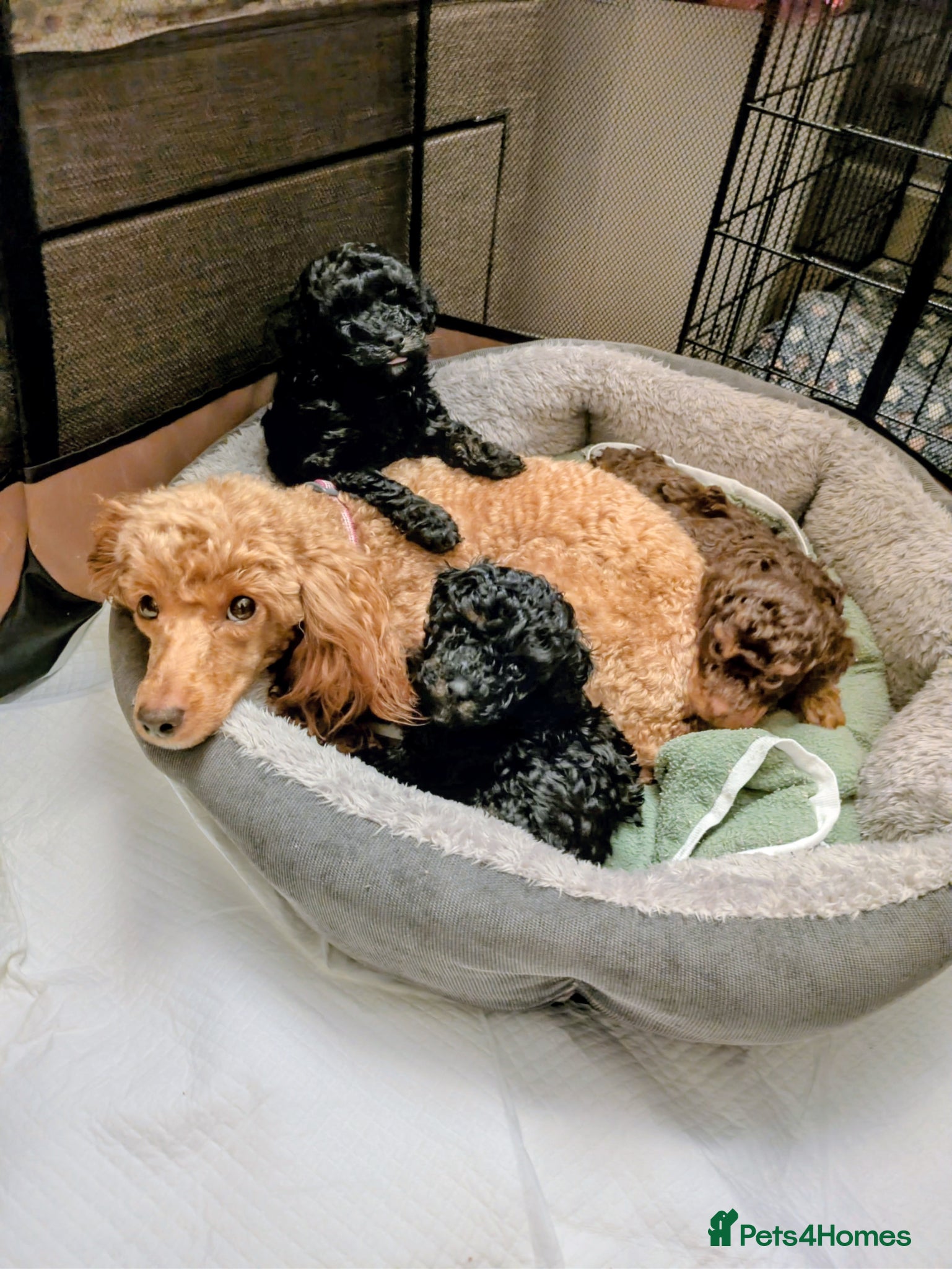 Toy Poodle dogs Toy poodle puppies KC  - Advert 15