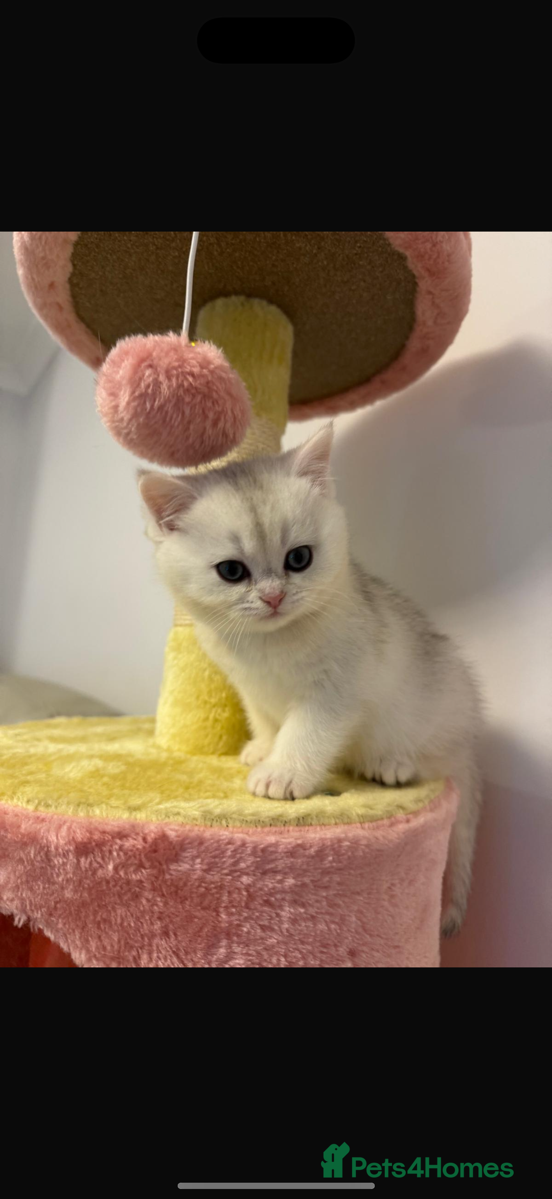 British Shorthair cats for sale: STUNNING GCCF BRITISH SHORTHAIR😍😍 - Advert 4