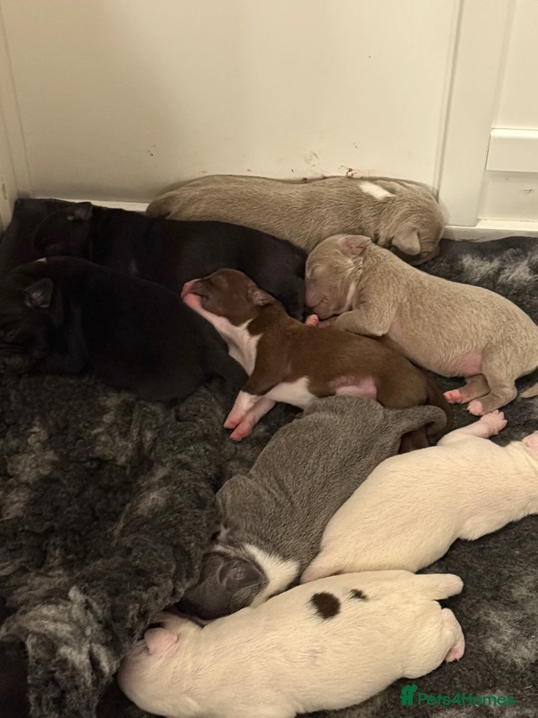 Mixed Breed dogs for sale: French bulldog/ cocker spaniel Just born  - Advert 15