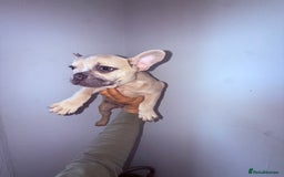 French Bulldog dogs for sale: Beautiful litter of French bulldog puppies  - Image 16