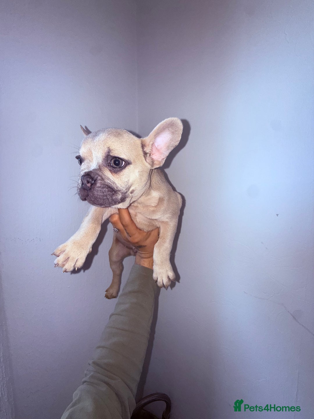 French Bulldog dogs for sale: Beautiful litter of French bulldog puppies  - Image 16