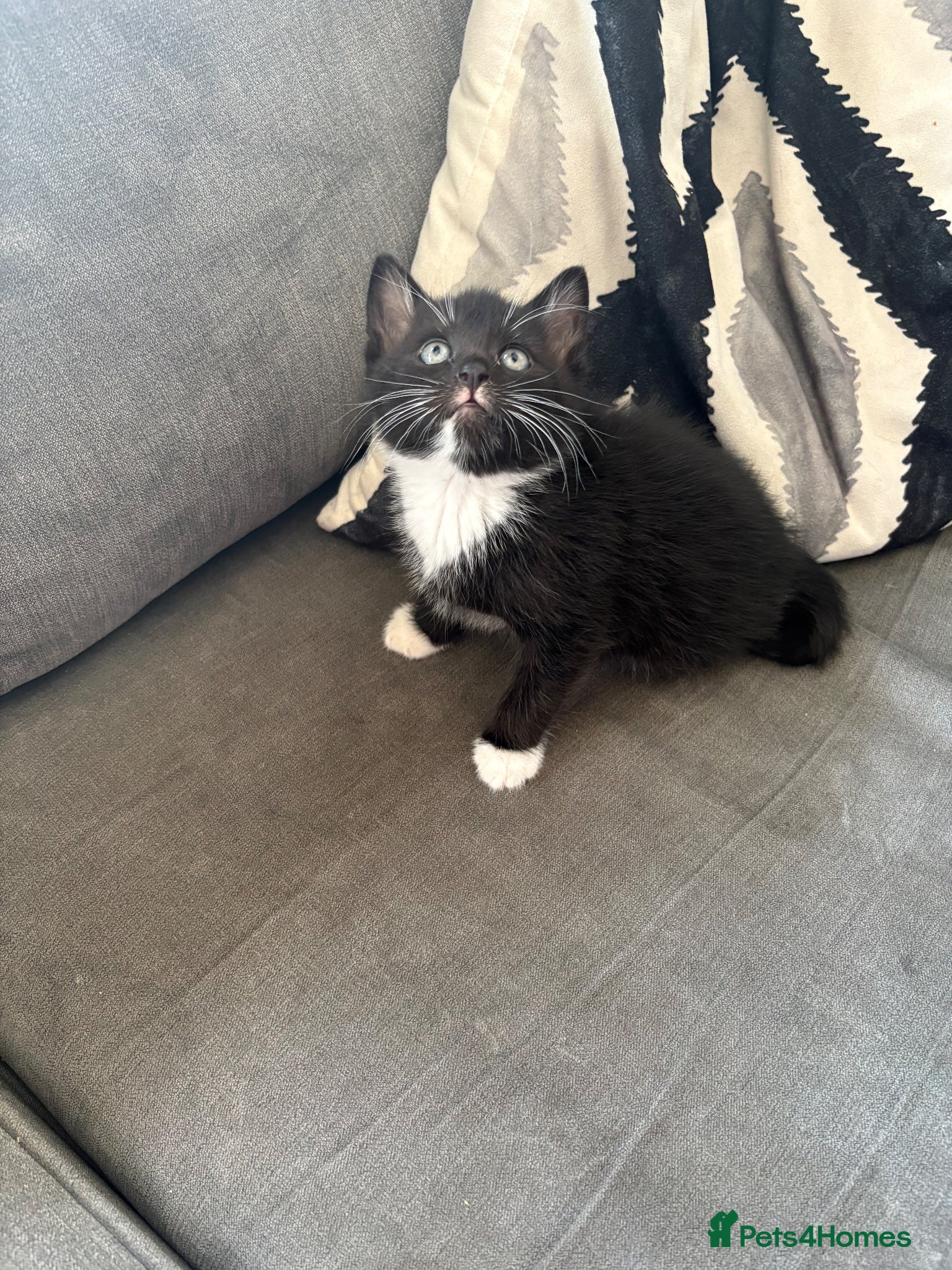Mixed Breed cats 1 MALE Black and white kitten only left to reserve - Advert 9