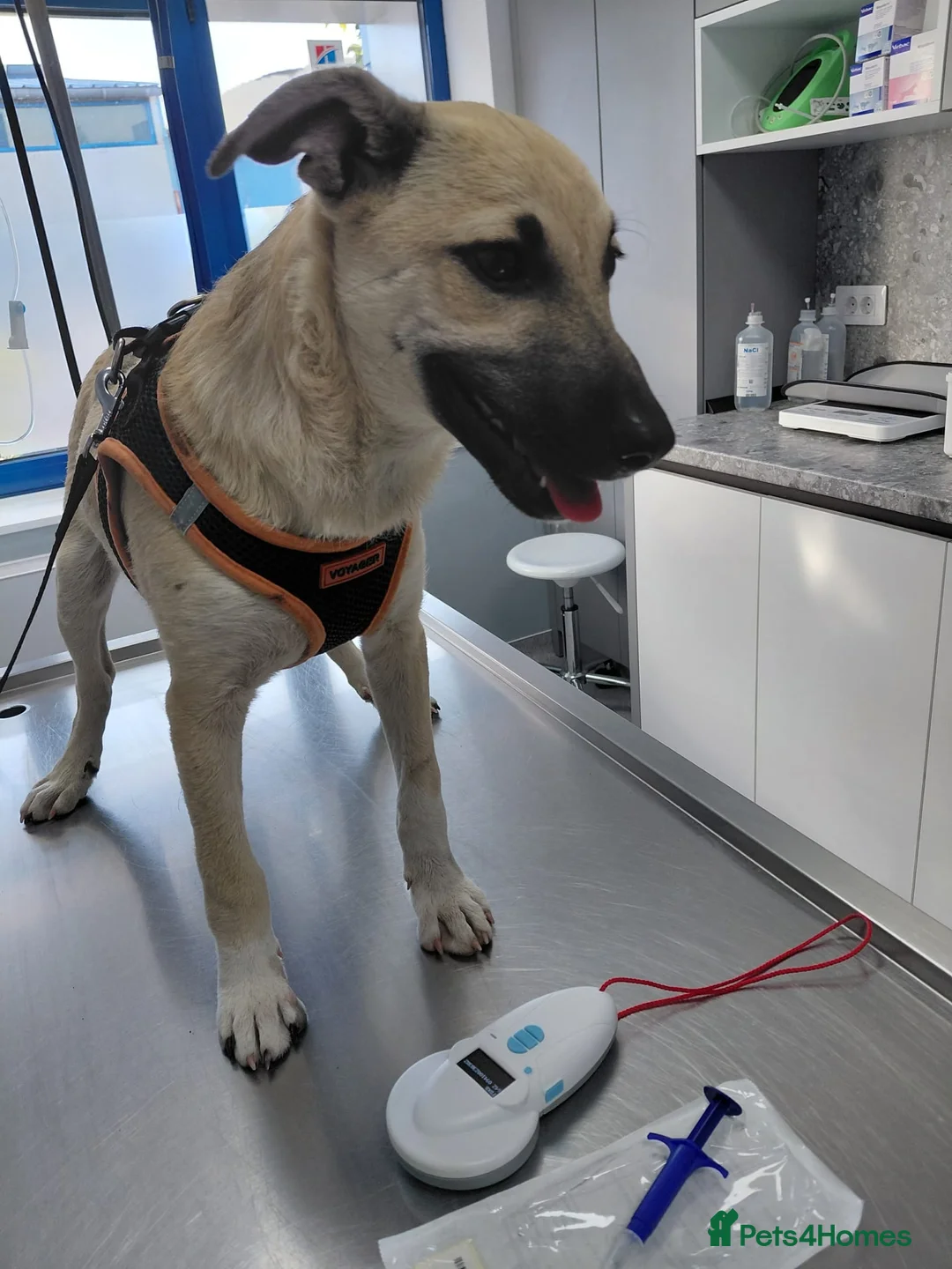 Mixed Breed dogs for adoption: OZZY, a Lovely Puppy Boy - for a Loving Home - Advert 26