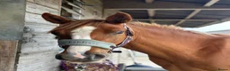 Irish Cob horses for sale: 4yo Chestnut Mare - Advert 4
