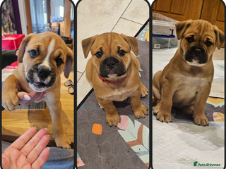 Mixed Breed dogs Baby bullmastiffs x - Advert 6