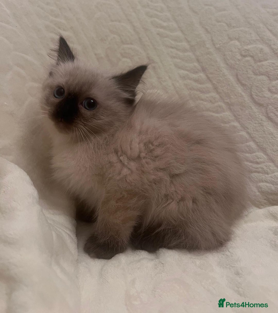 Ragdoll cats for sale: GCCF Ragdolls kitten  - Advert 3