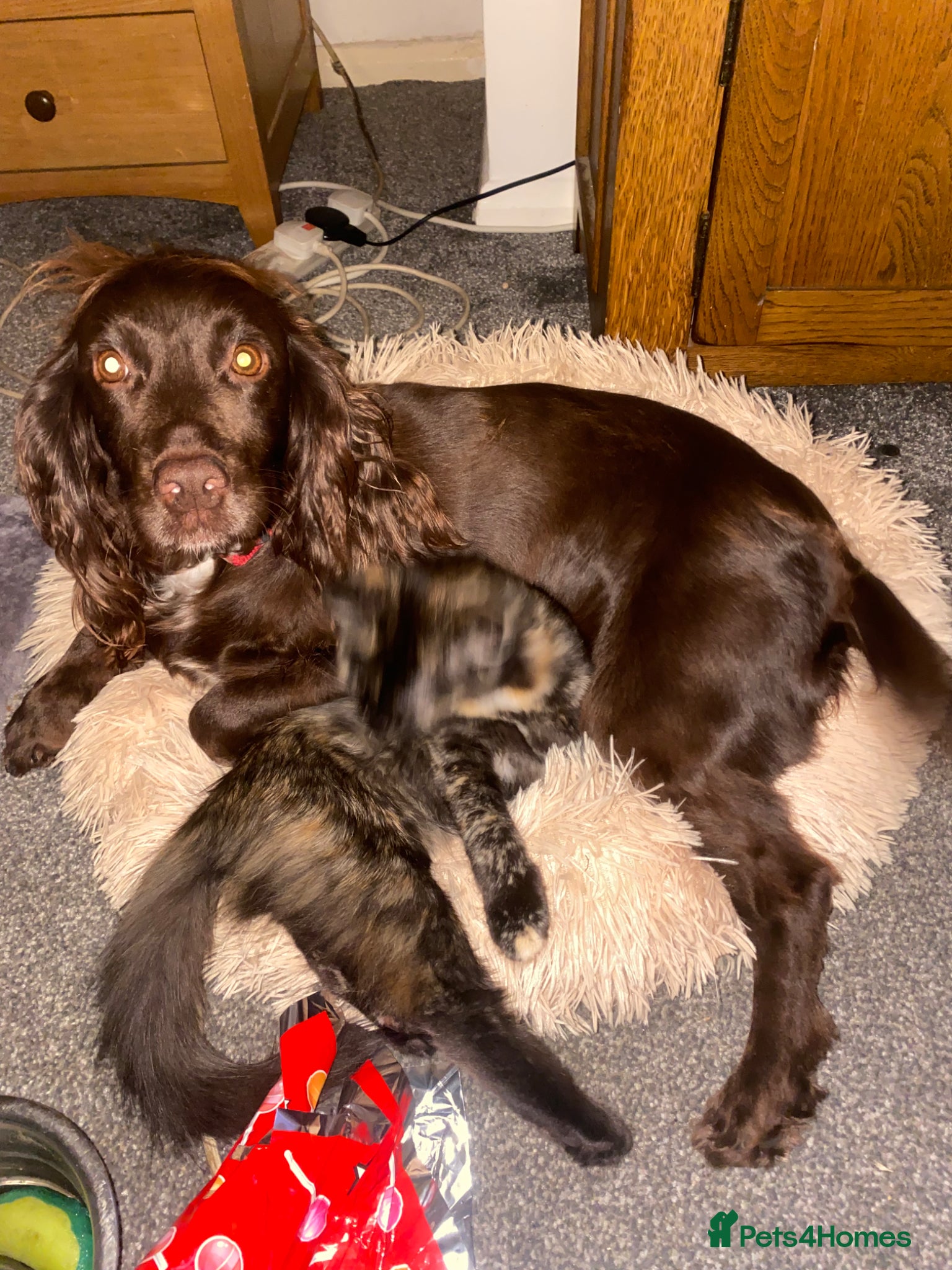 Cockapoo dogs Cockapoo  - Advert 3