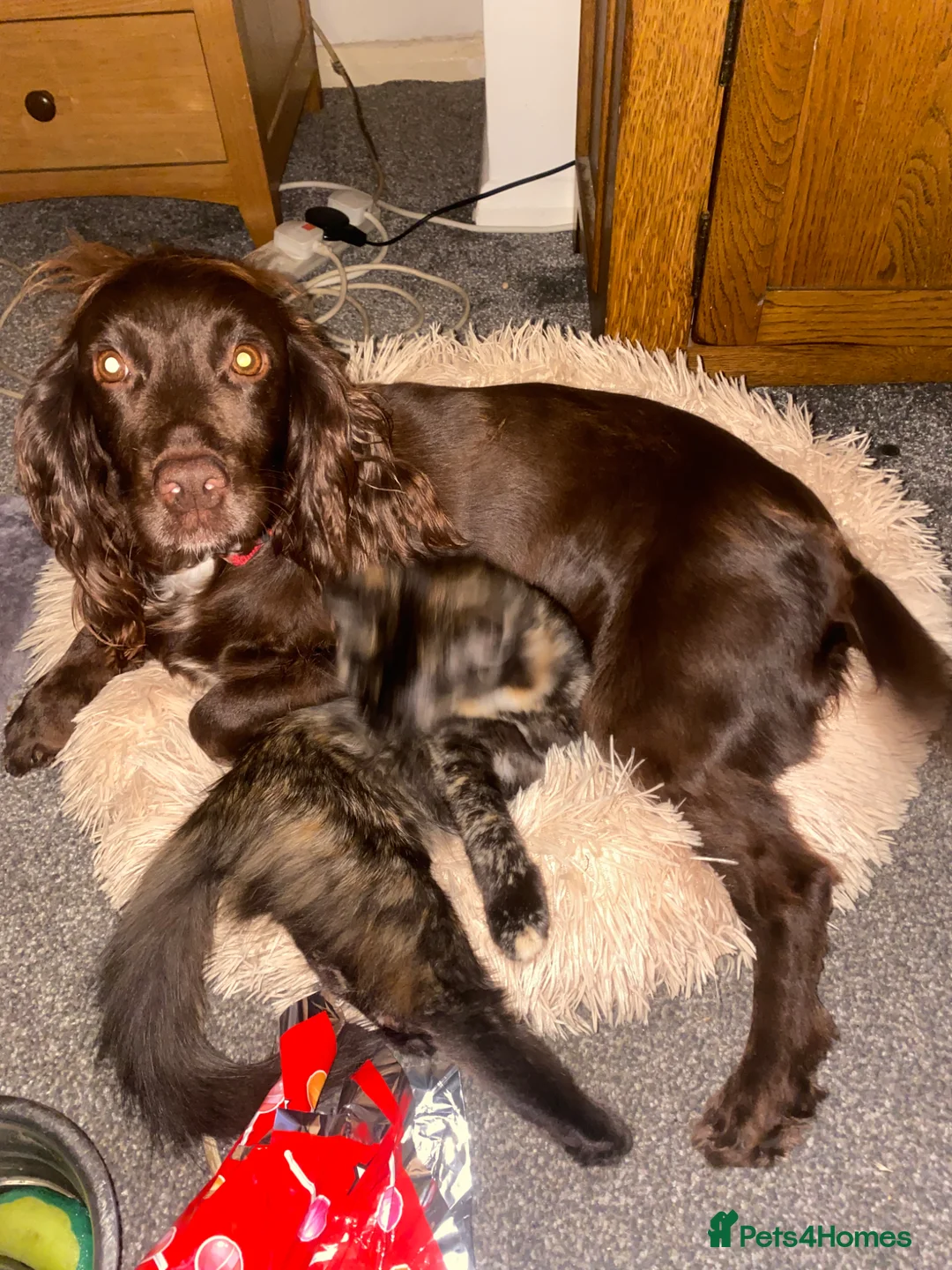 Cockapoo dogs for sale: Cockapoo  in Bristol - Advert 1