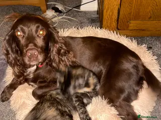 Cockapoo dogs Cockapoo - Advert 1