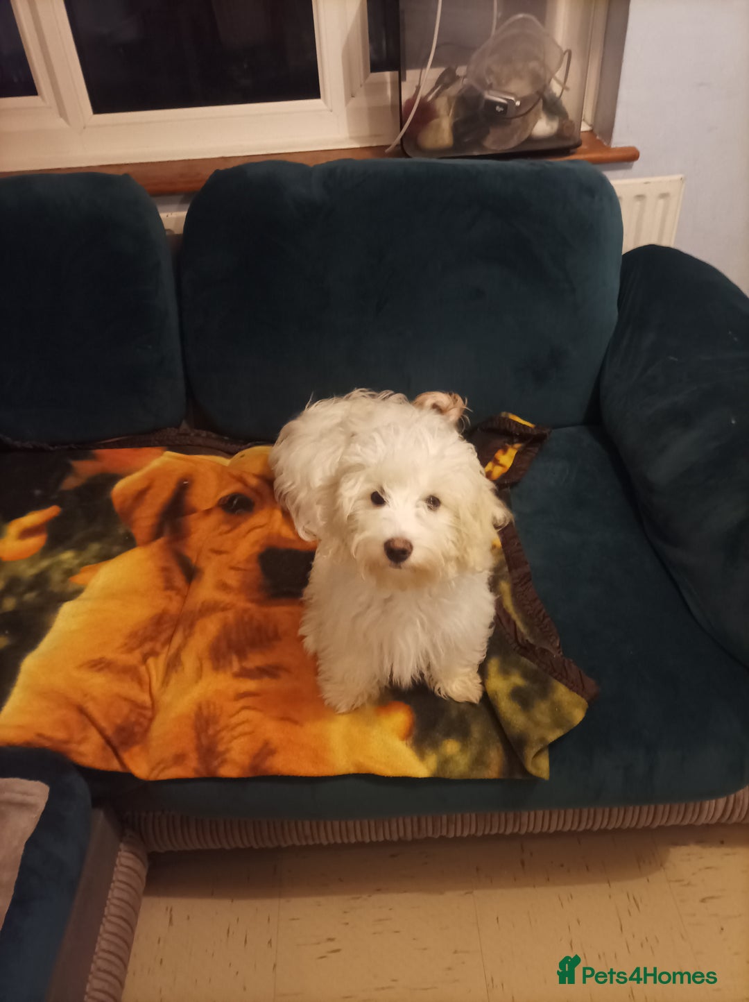 Maltipoo dogs for sale: Beautiful Maltipoo puppies  - Advert 20