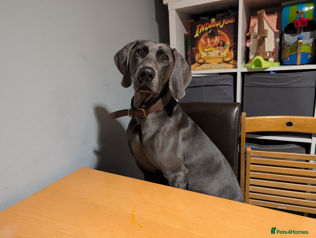 Weimaraner dogs for stud: Otto Weimaraner for Stud  - Advert 5