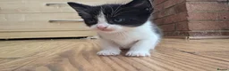 Mixed Breed cats for sale: 🐱 Cute Kittens for Sale 🐾  - Advert 19
