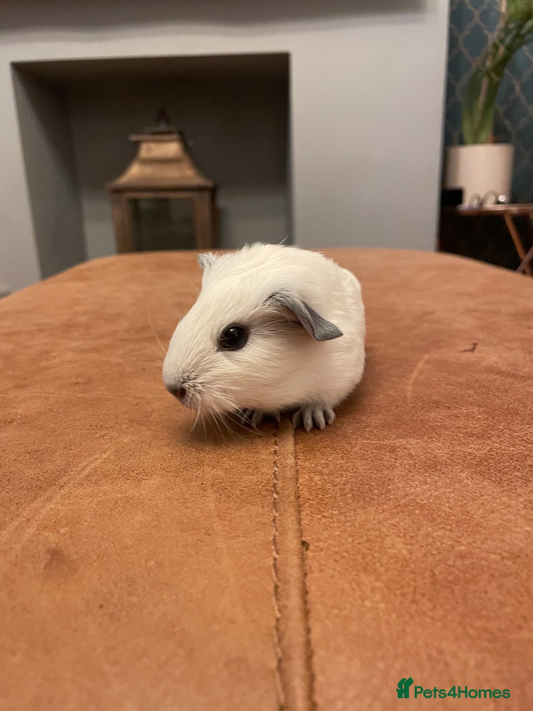 Guinea Pig rodents for sale: Baby boy Californian point guinea pig - Advert 2