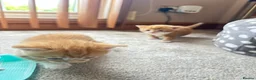 Mixed Breed cats for sale: Cute cats for sell in Maldon - Advert 2