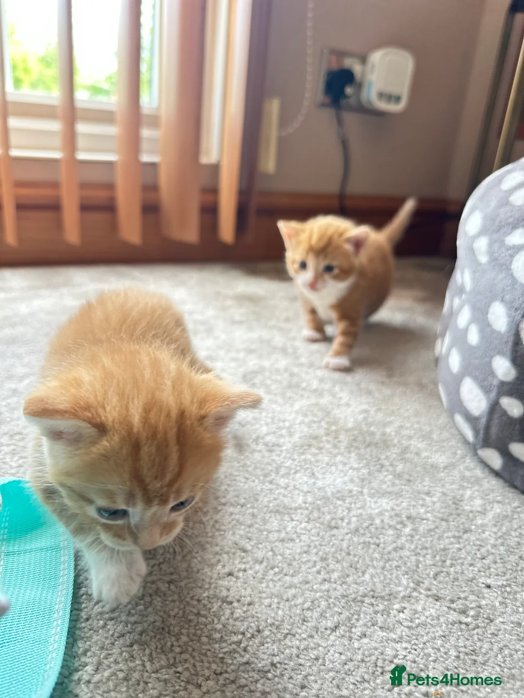 Mixed Breed cats for sale: Cute cats for sell in Maldon - Advert 2