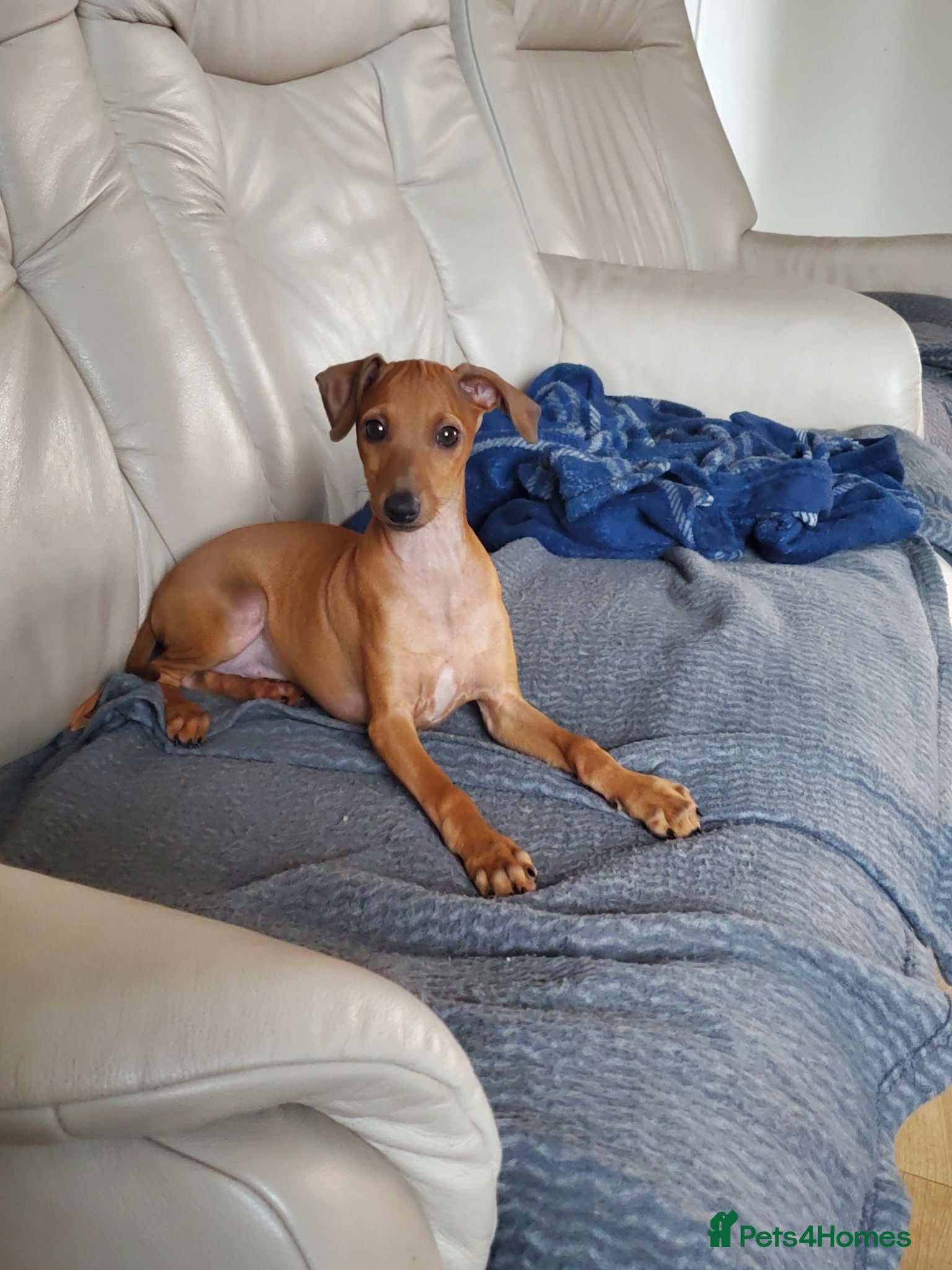 Italian Greyhound dogs Stunning kc Italian greyhounds  - Advert 2