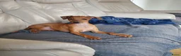 Italian Greyhound dogs for sale: Stunning kc Italian greyhounds  - Advert 2