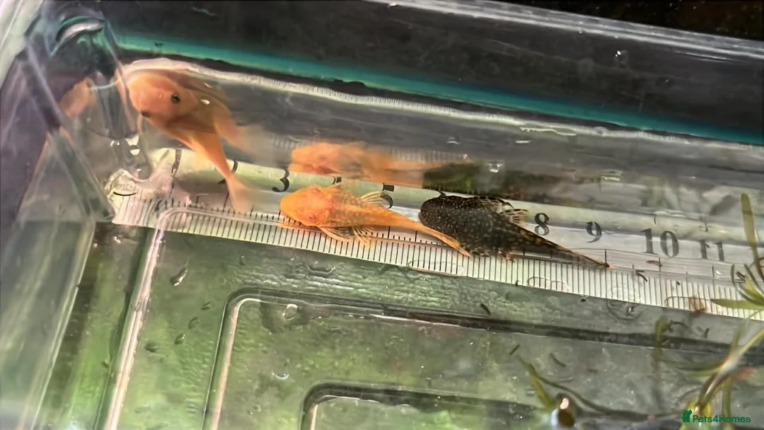 Plecos fish for sale: Beautiful Ancistrus in Croydon. - Advert 2