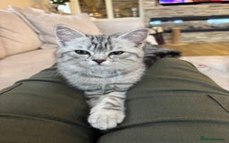 Persian cats for sale: Persian Cross Kittens - GCCF Registered parents - Image 7