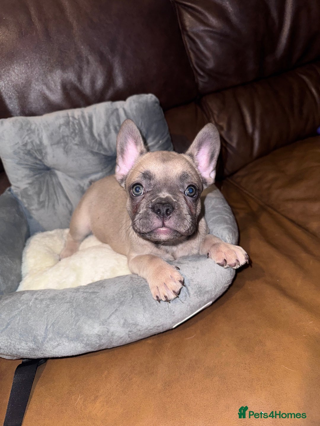 French Bulldog dogs for sale: Pup 1 - Image 2