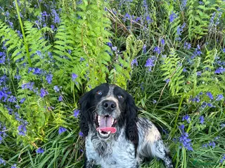 Cocker Spaniel dogs KC Registered Working Blue Roan Cocker Spaniel - Advert 3