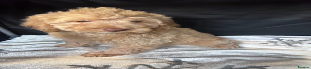 Cockapoo Puppy 3