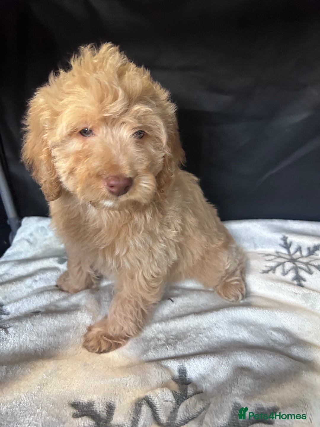 Cockapoo dogs for sale: Cockapoo puppies for sale  - Advert 11