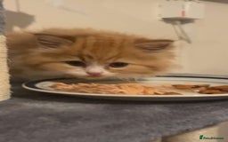 RagaMuffin cats for sale: Gorgeous long haired female  - Image 4