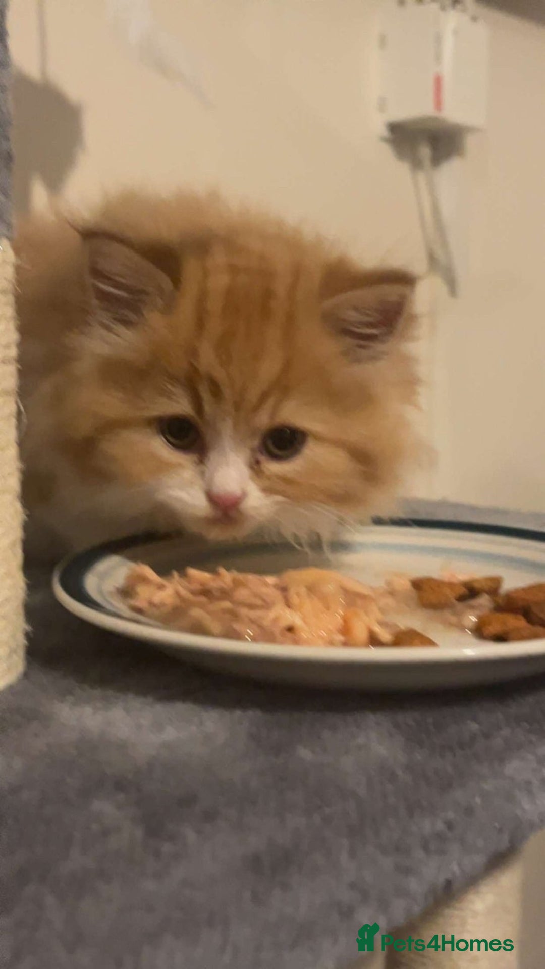 RagaMuffin cats for sale: Gorgeous long haired female  - Image 4