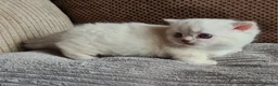 Munchkin cats for sale: Colour pointed, Female munchkin - Advert 5