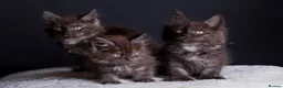 Maine Coon cats for sale: 🖤 TICA Registered Black Smoke Maine Coon Kittens  - Advert 1